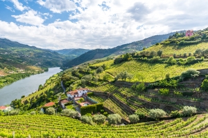 Vignobles Douro Portugal Europe Voyage
