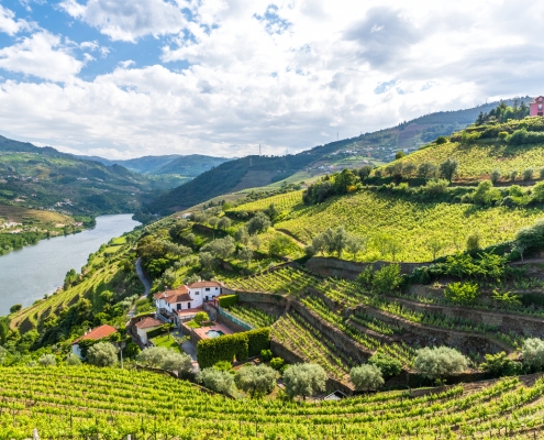 Vignobles Douro Portugal Europe Voyage
